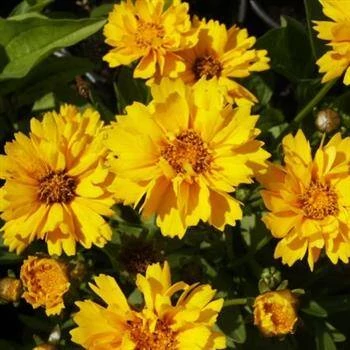 Coreopsis grandiflora Illico – Menyecskeszem CS9