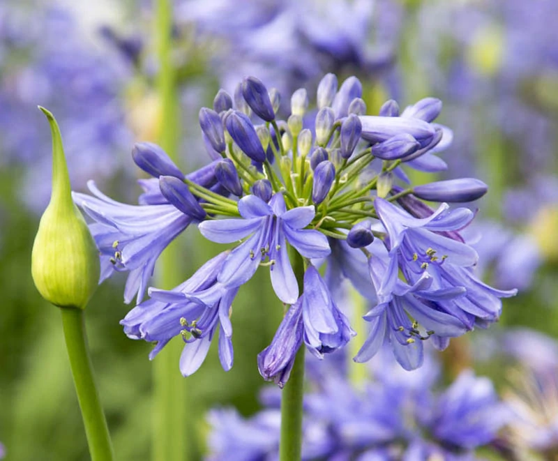Agapanthus MIX Safari Dreams - Szerelemvirág K3,4