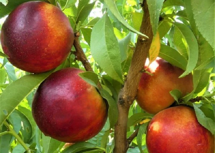Prunus Persica Independence - Nektarin 1/2 törzses K5