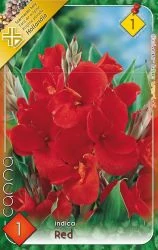 Canna virág Indica Red 1-db os