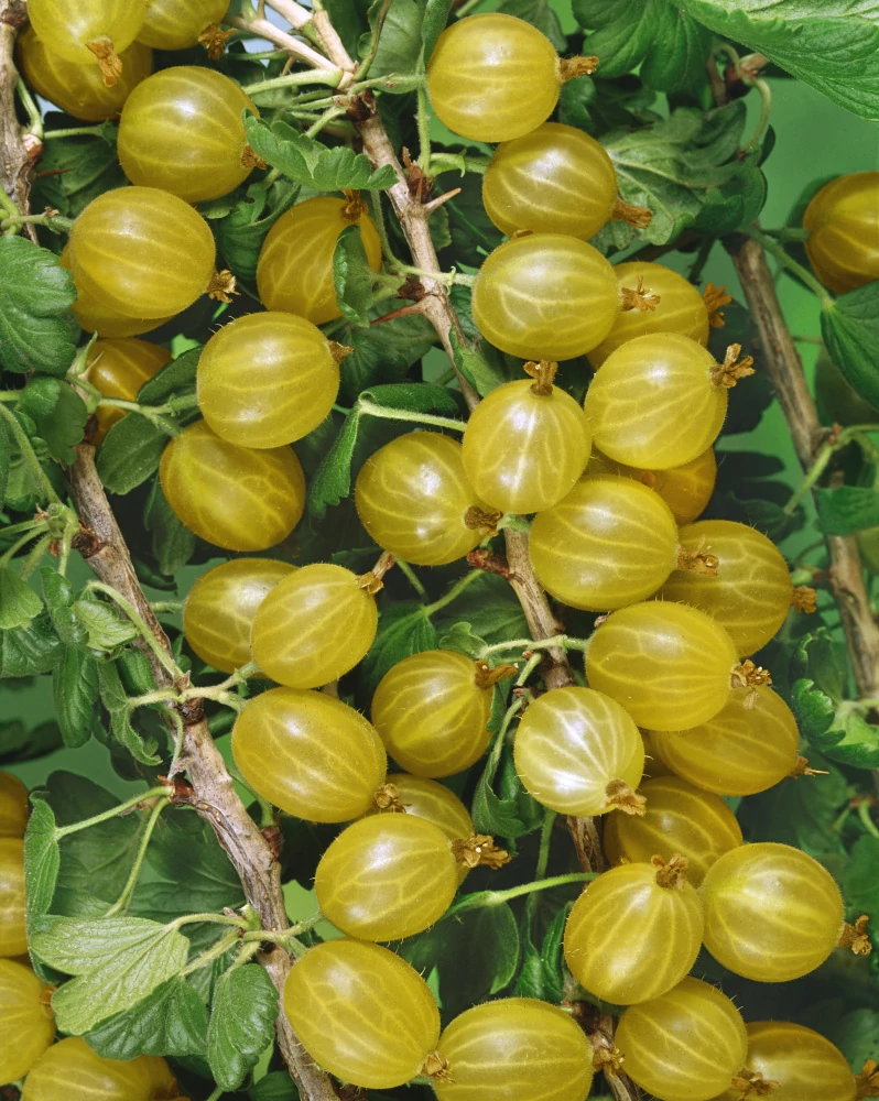 Ribes uva-crispa Invicta -  Egres, köszméte sárga K5 60/70 EXTRA