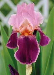 Iris Wine Roses - Írisz CS14