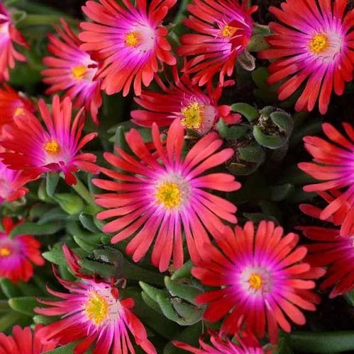 Delosperma Jewel of Desert mix-Kristályvirág Cs10,5