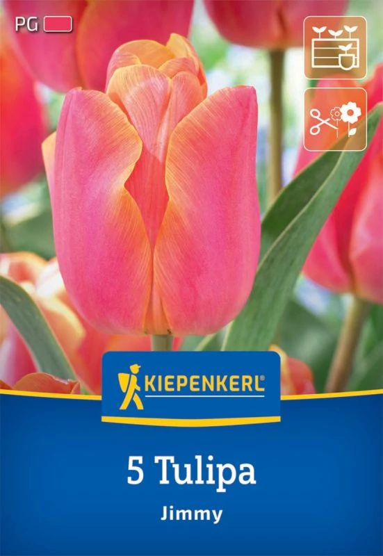 Kiepenkerl Tulipa Jimmy Triumph tulipánhagymák  5db
