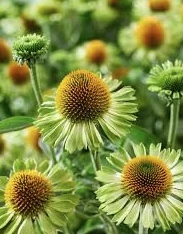 Echinacea purpurea Jeaolousy - Kasvirág CS15