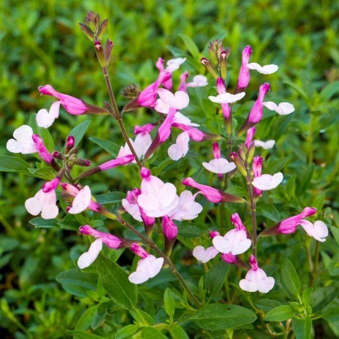 Salvia greggii Dyson's Joy őszi zsálya CS14