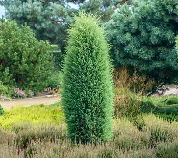 Juniperus communis Hibernica - Ír oszlopos boróka 125-150 K25/35