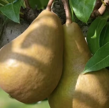 Pyrus communis Kaiser - Kaiser körte K5