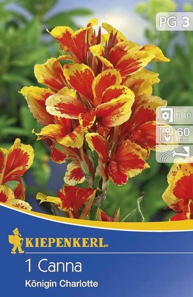 Kiepenkerl Canna törpe Queen Charlotte 1db/cs