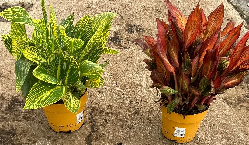 Canna tropocanna 'Downunder Dreams' - Kannavirág K 3,5