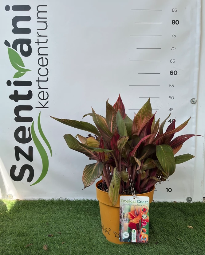 Canna tropocanna 'Downunder Dreams' - Kannavirág K 3,5