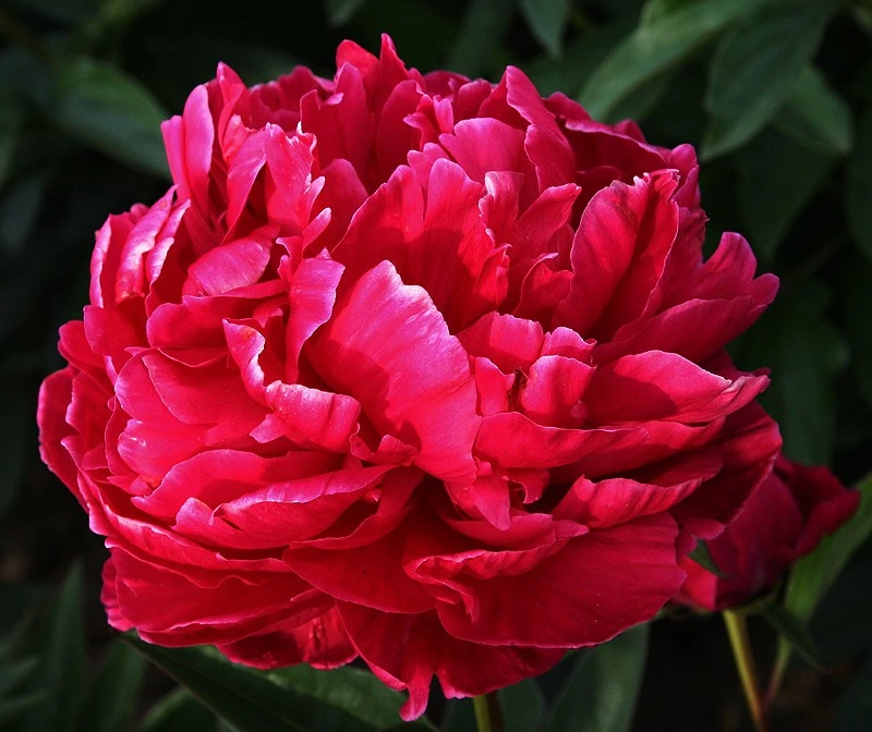Paeonia lactifora Karl Rosenfield - Bazsarózsa 3L