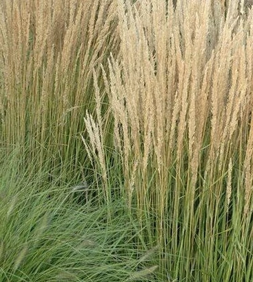 Molinia arundinacea Karl Foerster - Magas kékperje CS14