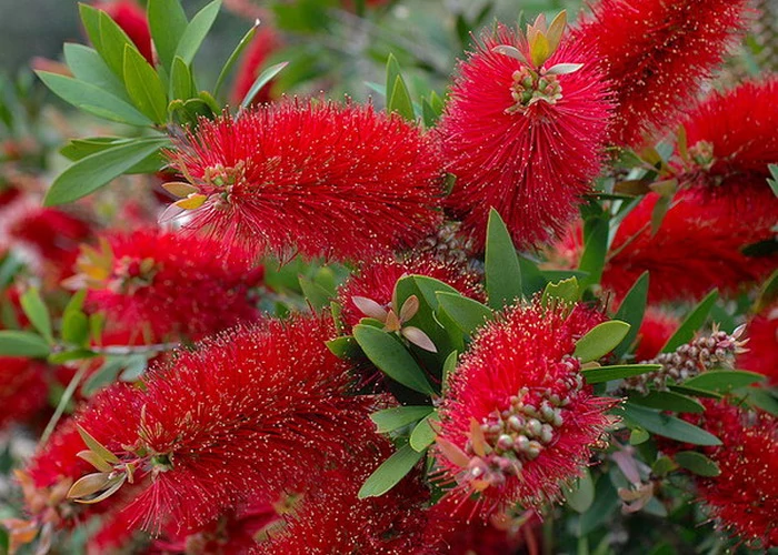 Callistemon citrinus esplendens - Citromillatú kefevirág bokor