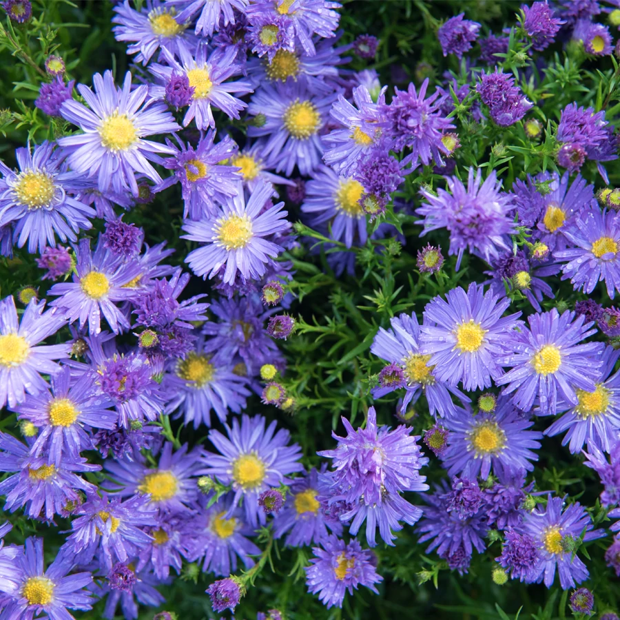 Aster dumosus Azurit - Törpe őszirózsa D14
