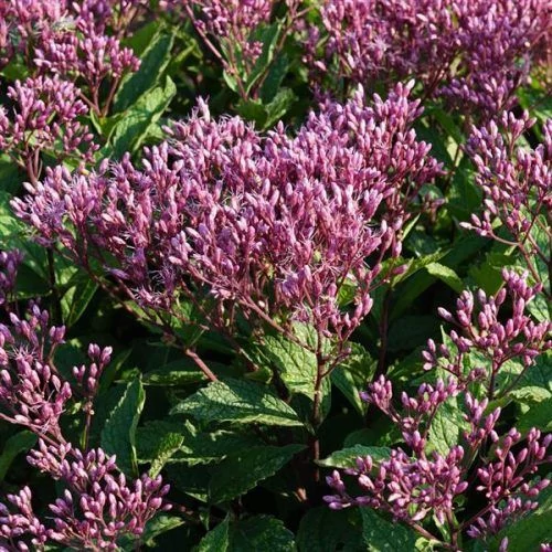 Eupatorium purpureum Ruby – Sédkender CS14