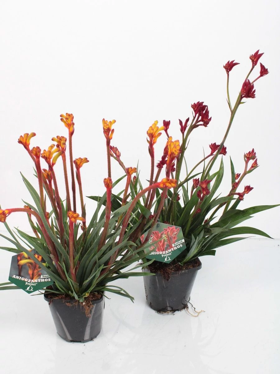 Anigozanthos hibrido  MIX - Kengurumancs  K17