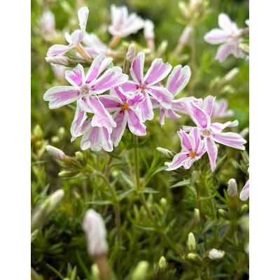 Phlox subulata 'Kimono Pink White' - Árlevelű lángvirág D14