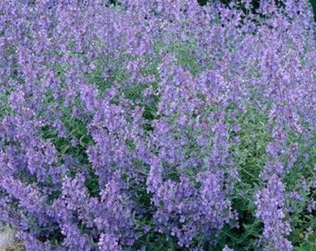 Nepeta x faassenii Kit Cat - Macskamenta CS9