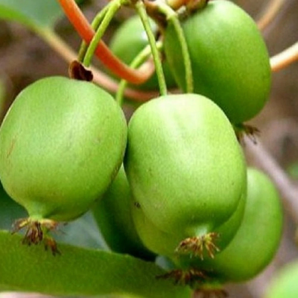 Actinidia arguta 'Issai' - Öntermékeny kopasz kivi zöld 50/60 K2