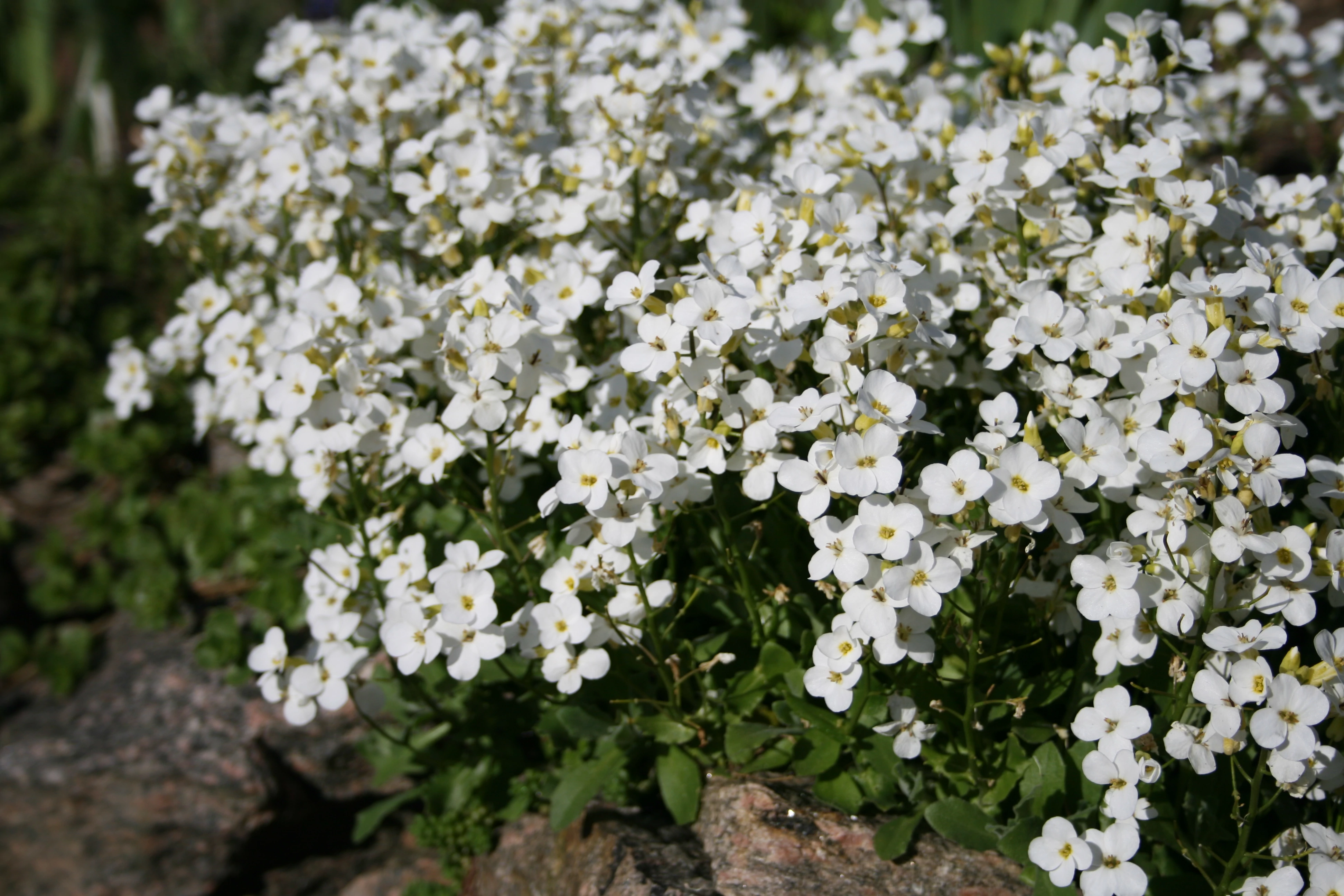 Arabis caucasica Little Tr. White - Kaukázusi ikravirág fehér