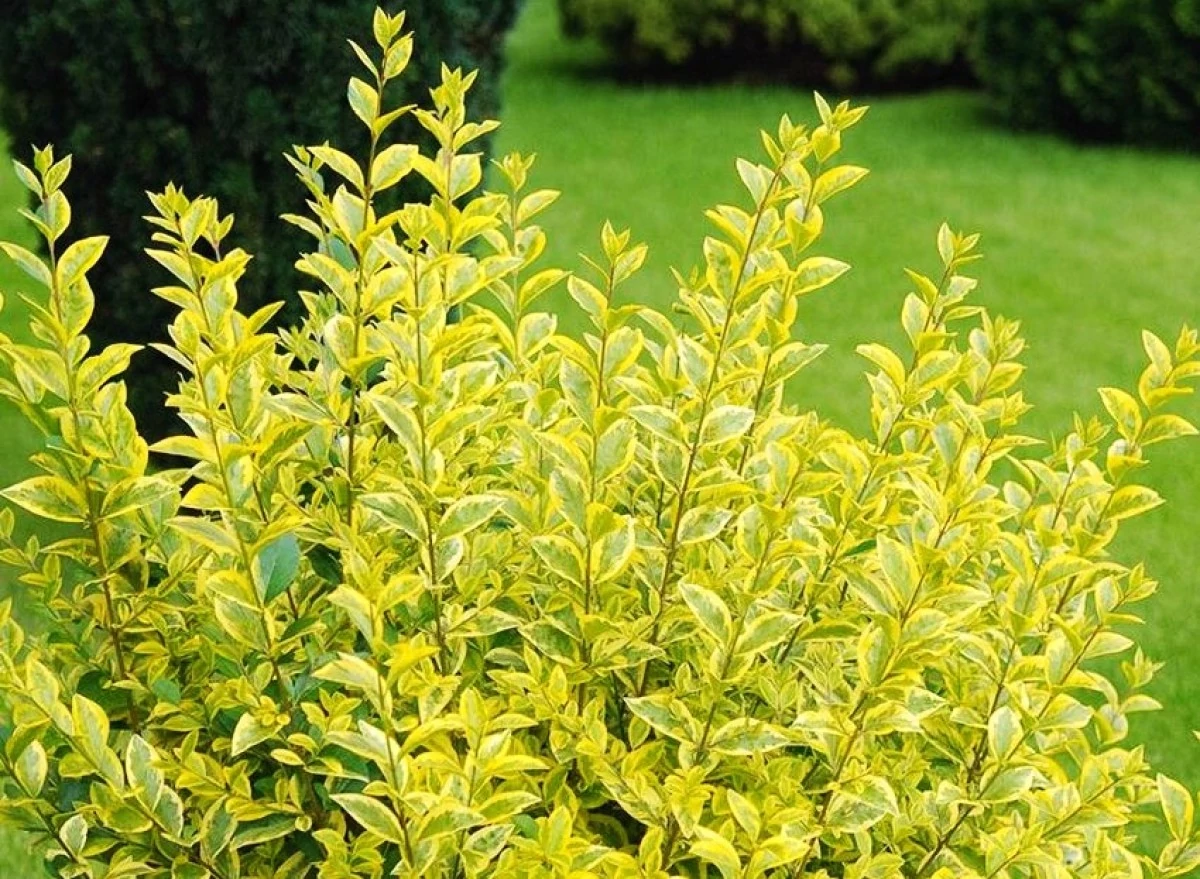 Ligustrum ovalifolium 'Aureomarginatum' Tarka levelű fagyal K2 20/30