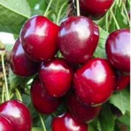 Prunus avium Kordia Cseresznye K5 