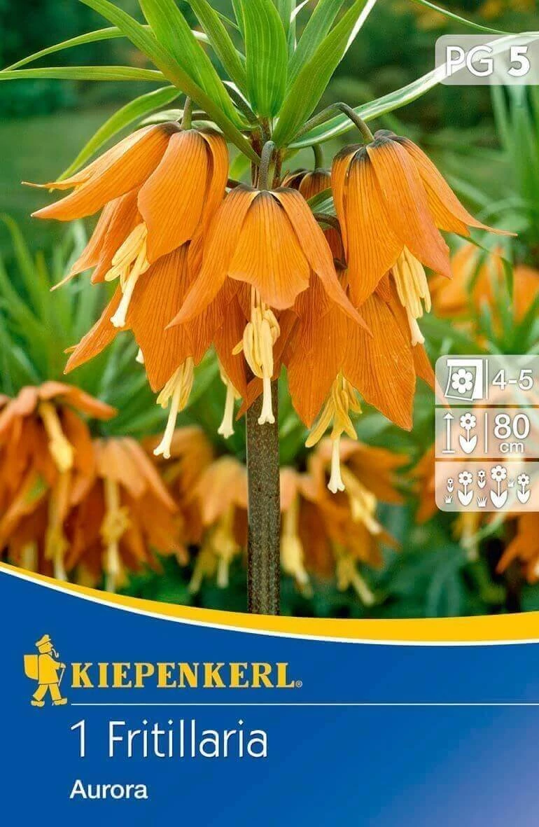 Kiepenkerl Fritillaria Imperialis Aurora császárkorona virághagyma 1db