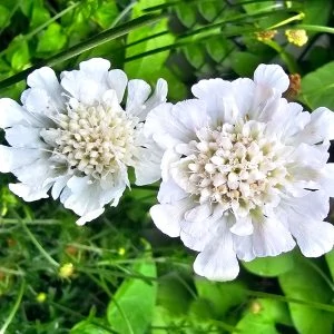 Scabiosa Kudo White Ördögszem Cs14