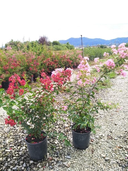 Lagerstroemia indica mix - Selyemmírtusz mix C3 40/60