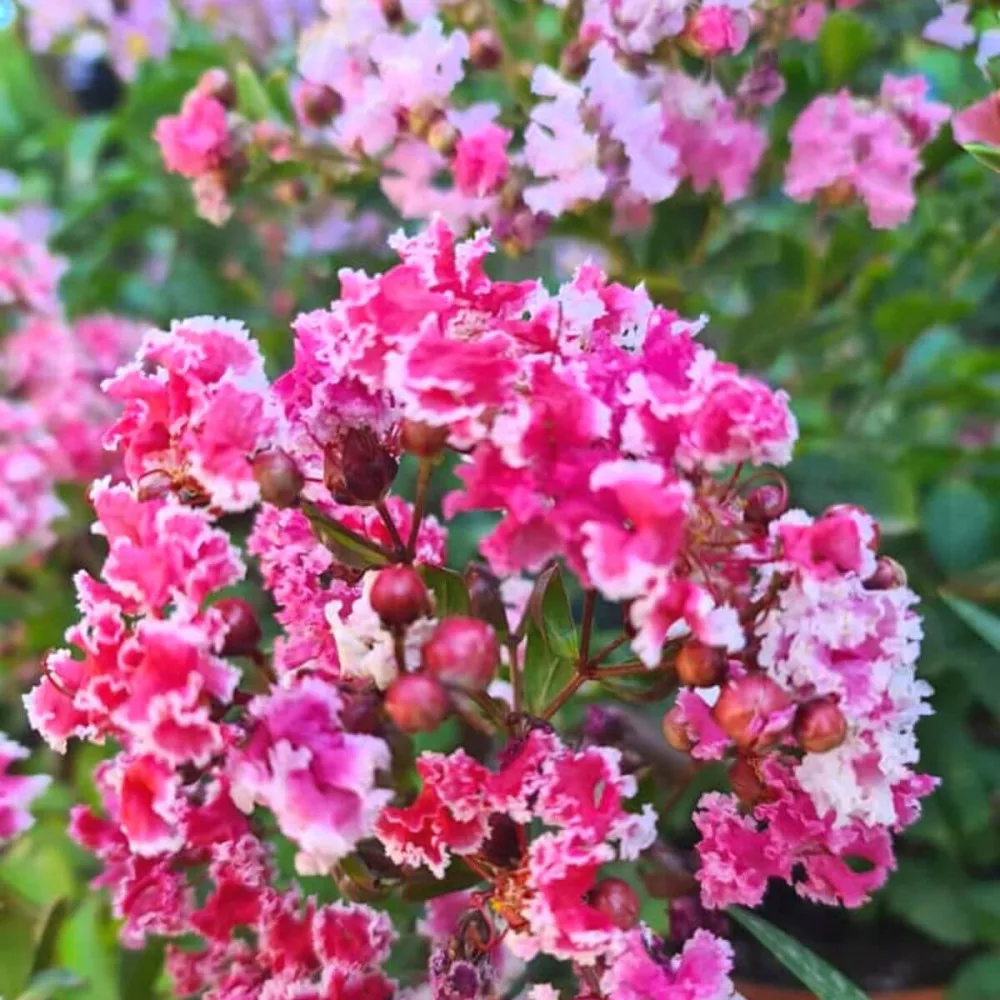 Lagerstroemia indica Berlingrot Menthe - Kínai selyem mirtusz bokor K30/50