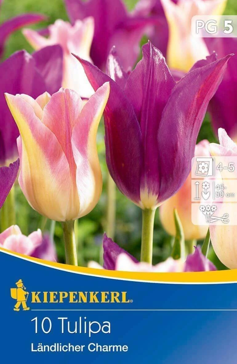 Kiepenkerl Landlicher Charme liliomvirágú tulipánhagymák 10db