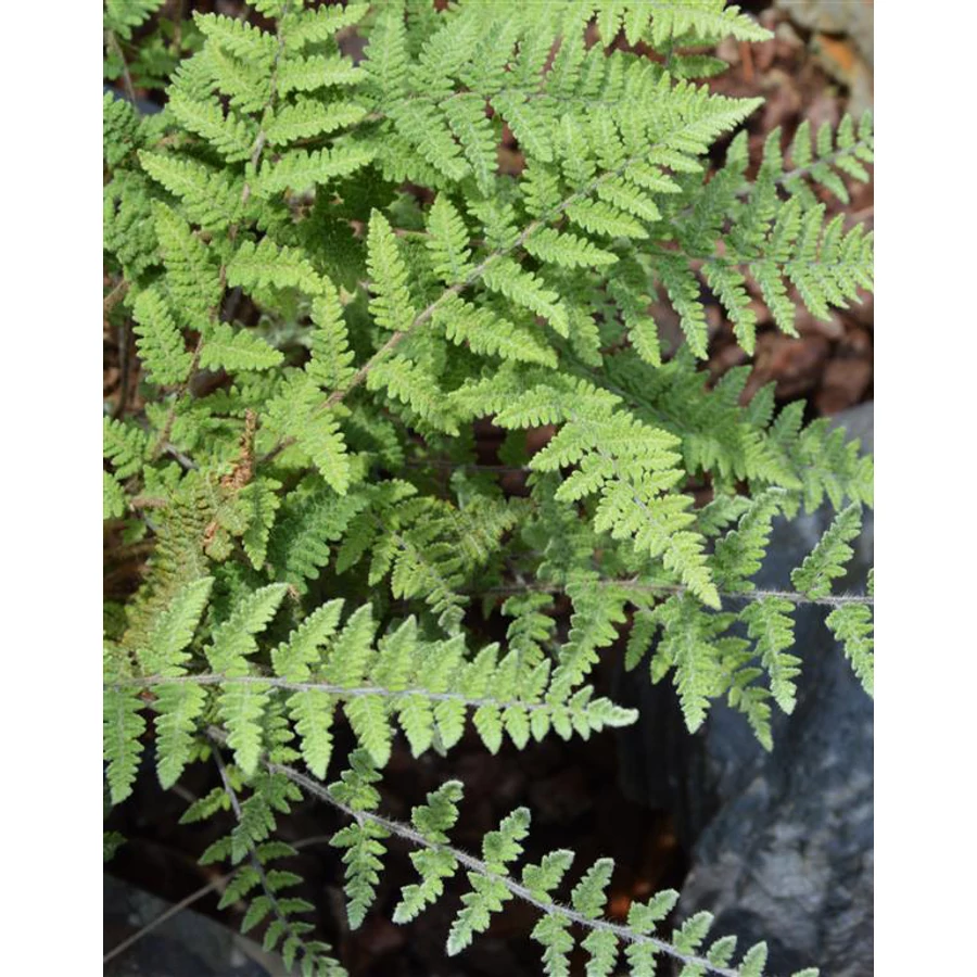 Cheilanthes lanosa - Szőrös ajakpáfrány Cs9