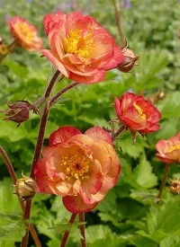Geum Mango Lassi-Gyömbérgyökér Cs14