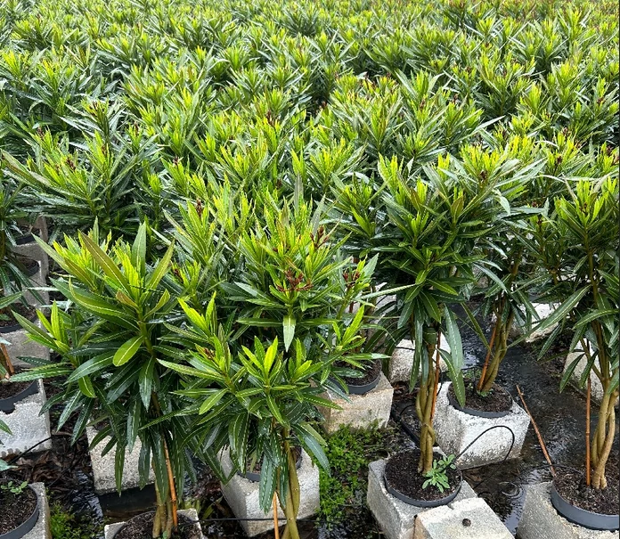NERIUM OLEANDER T - Leander K23