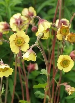 Geum Lemon Drops- Gyömbérgyökér CS14