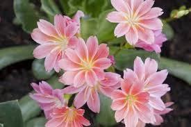 Lewisia - Dohánygyökér