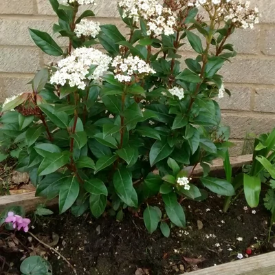 Viburnum Lucidum - Téli bangita K2 