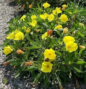 Oenothera -Ligetszépe CS9
