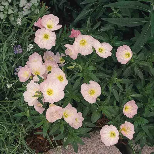 Oenothera speciosa Siskiyou– pompás ligetszépe Cs14