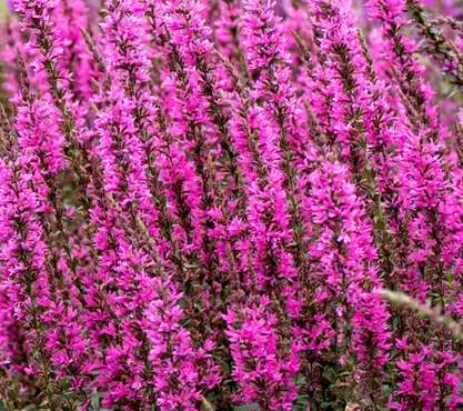 Lythrum Luminara Lilac - Réti füzény CS14