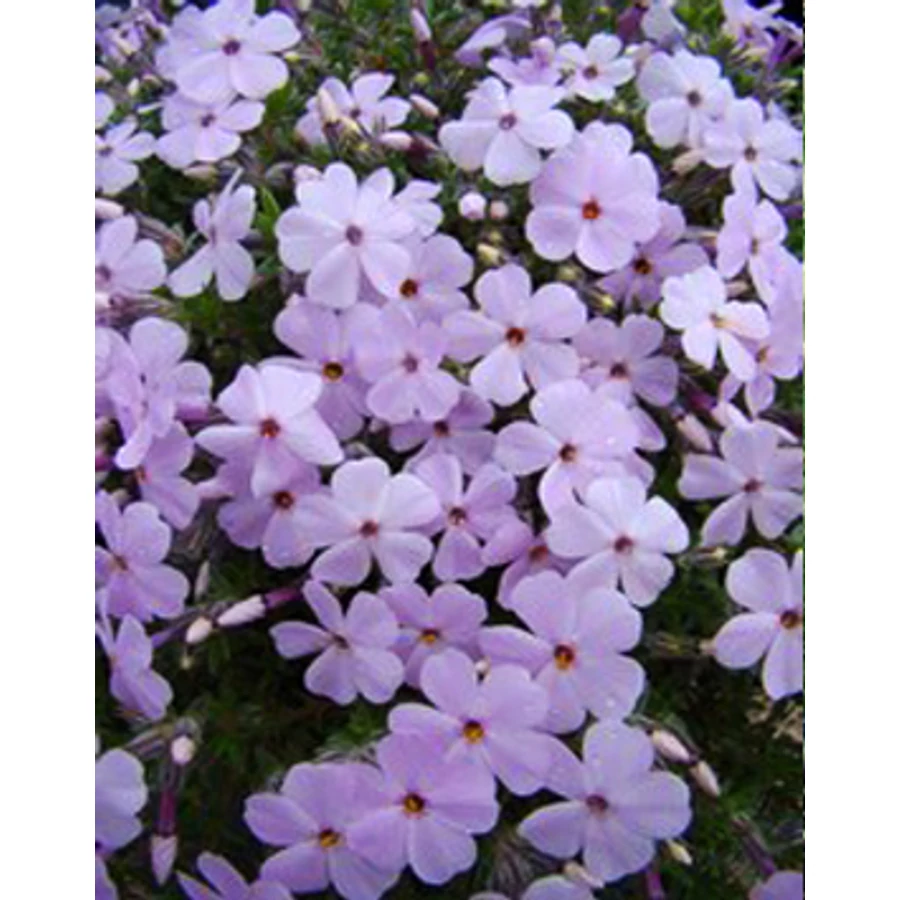 Phlox - Lángvirág Douglasii Lilac Cloud Cs9