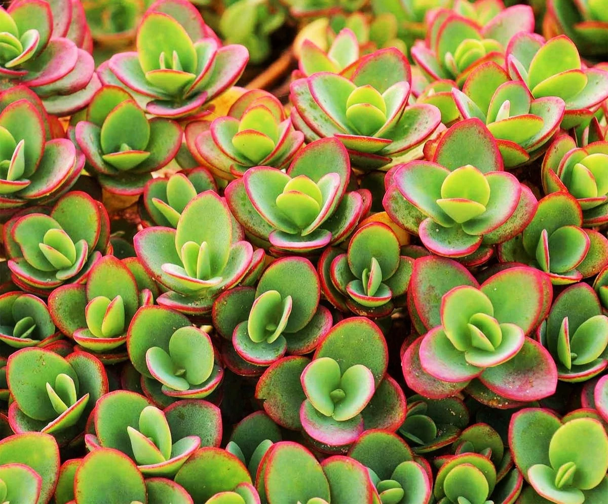 Sedum SunSparkler Lime Zinger Varjúháj D14