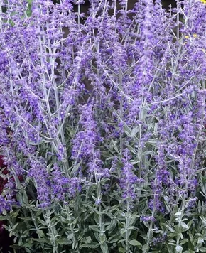 Perovskia atriplicifolia 'Lacey Blue'- Sudárzsálya 
