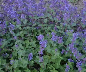Nepeta racemosa Little Titch - Macskamenta CS9