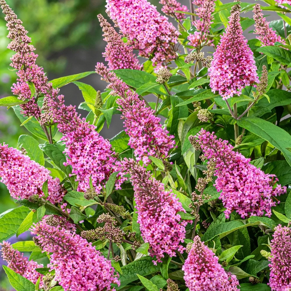 Buddleja davidii 'Pink Delight' - Rózsaszín nyáriorgona 20-40 C2