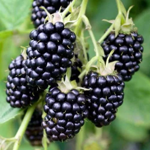 Rubus fruticosus 'Loch Ness' - Aromás, ízletes fekete szeder K2 40/50