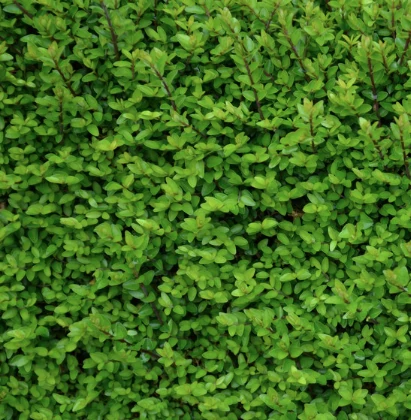 Lonicera Elegant - Örökzöld mirtuszlonc CS14