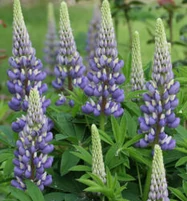 Lupinus 'The Governor' - Csillagfürt CS14