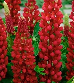 Lupinus The Pages - Csillagfürt CS14